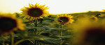 sommarhälsning.forumet.jpg