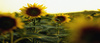 sommarhälsning.forumet.jpg
