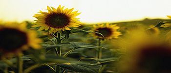 sommarhälsning.forumet.jpg