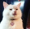 cat.jpg