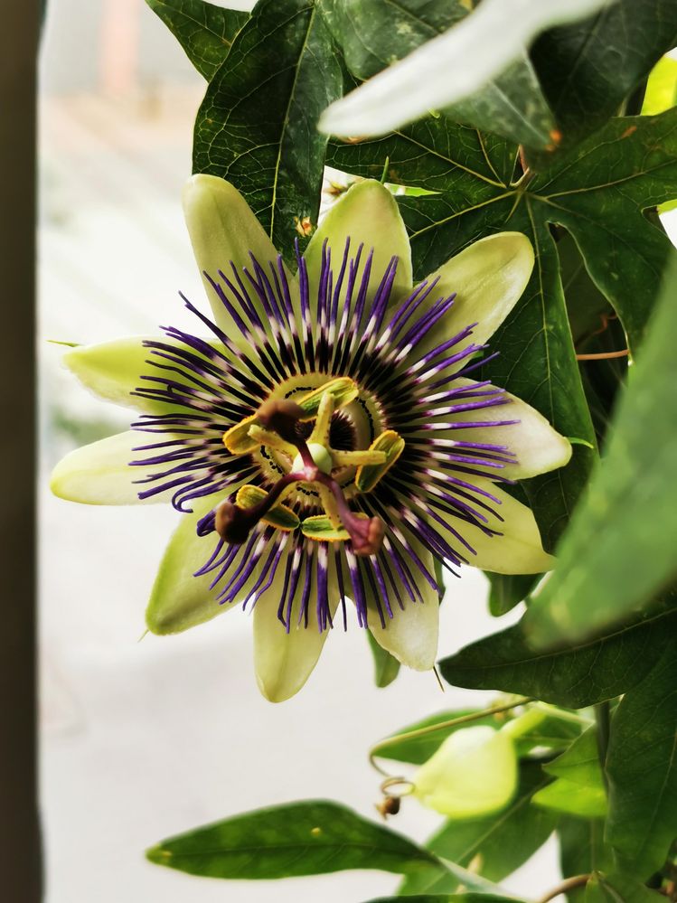 passion flower.jpg