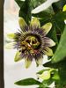 passion flower.jpg