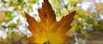 lov_host_350x151.jpg