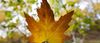 lov_host_350x151.jpg