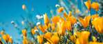 gula blommor 350x151.png