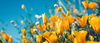 gula blommor 350x151.png