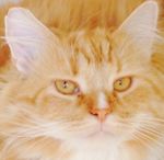Profil (Fd medlem)