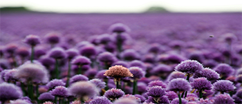 spring350x151.png