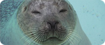 visma_seal.png