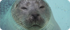 visma_seal.png